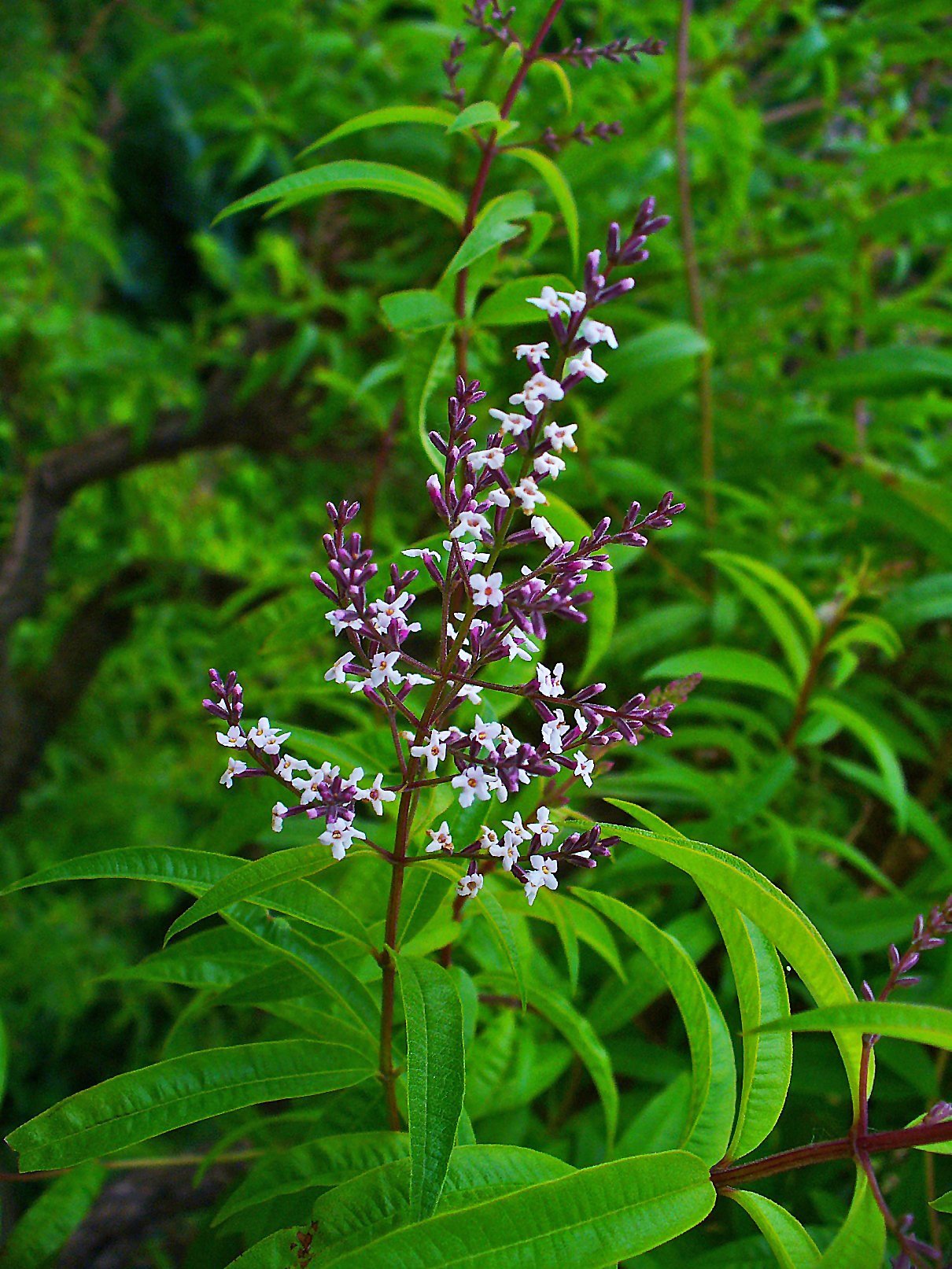 Aloysia_citriodora_002.jpg Buy Lippia citridora - Live Plant Online Shopping for Sale - Image 1