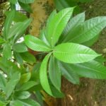 Buy Alstonia macrophylla, hard alstonia Batino, मोठी 
सातवीन, Mothi Saatveen - Live plant online shopping 
for sale
