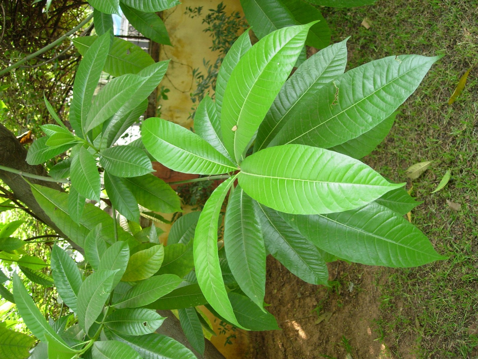 Alstonia-macrophylla.jpg Buy Alstonia macrophylla, hard alstonia Batino, मोठी
सातवीन, Mothi Saatveen - Live plant online shopping
for sale - Image 1