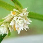 Buy Red Sessile Joywood, Buy Alternanthera bettzickiana - Green, 
Sessile Joyweed - green, ponnanganni, 
பொன்னாங்கண்ணி, honagane - Live plant 
online shopping for sale