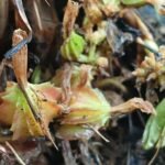 Buy Ammomum subulatus - Live Plant Online Shopping for Sale