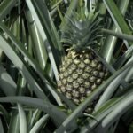 Buy Ananas cosmosus - Live Plant Online Shopping for Sale