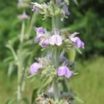 Buy Anisomeles malabrica, Peimiratti, perum thumbai, 
பேய்மிரட்டி - Live plant online shopping 
for sale