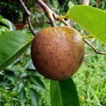Buy Annona glabra - Live Plant Online Shopping for Sale