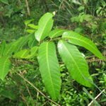 Buy Anodendoron paniculatum - Live Plant Online Shopping for Sale