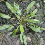 Buy Aponogeton natans, kottikizhangu, 
கொட்டிக்கிழங்கு, Floating lace 
Plant, Paruakizhangu, Ghencheluk - Live plant online shopping for 
sale