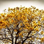 Buy Tabebuia chrysanta - Live Plant Online Shopping for Sale