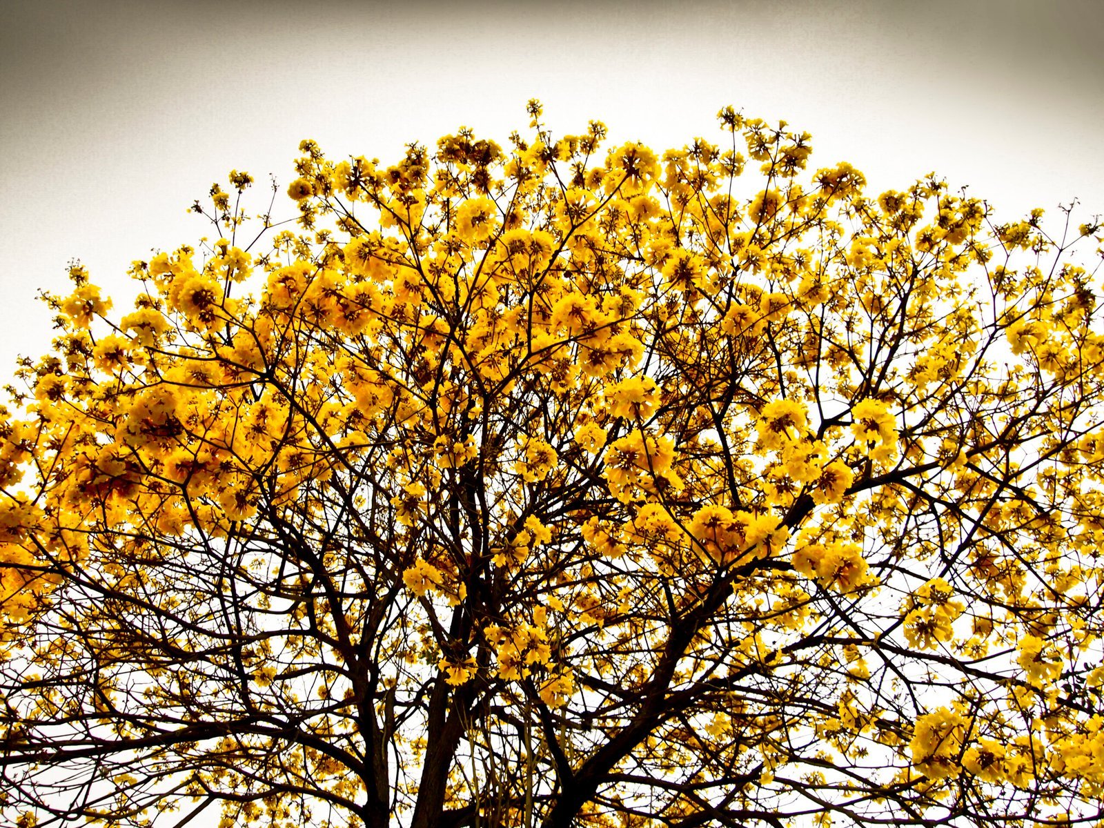 Araguaney_Tabebuia_chrysanta-scaled-1.jpg Buy Tabebuia chrysanta - Live Plant Online Shopping for Sale - Image 1