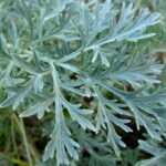 Buy Artemisia absinthium - Live plant online shopping for sale