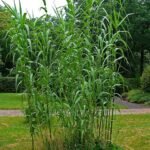 Buy Arundo donax, Giant Reed, Spanish cane, Colorado river reed, 
odapul, wild cane, koraikuchi, Baranal, baru, Doka, Nal, naldura 
- Live plant online shopping for sale