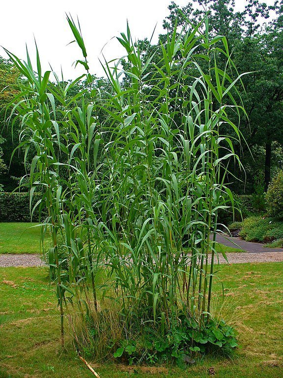 Arundo_donax.jpg Buy Arundo donax, Giant Reed, Spanish cane, Colorado river reed,
odapul, wild cane, koraikuchi, Baranal, baru, Doka, Nal, naldura
- Live plant online shopping for sale - Image 1