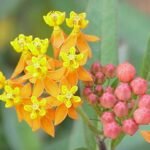 Buy Asclepias curassavica (Red), Garden Silk - Weed, Blood 
flower, Bastard ipecac, Curassavian swallow - wort, Kakathundi, 
Chadurangada gida, Chemullichedi, Jilledu mandaram, Agni jilledu, 
Chemullichedi, Kammalchedi - Live plant online shopping for sale