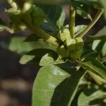 Buy Ashwagandha, indian ginseng, அஸ்வகந்தா, 
withania somnifera, amukkira, असगन्ध, asgandh, 
अश्वगंधा, ashwagandha - Live Medicinal plants 
online shopping for sale
