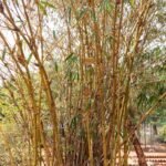 Buy Bambusa bambos, moongil, kattu moongil, Bamboo - Live plant 
online shopping for sale