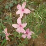 Buy Barleria buxifolia, box leaved barleria, iksura, kattimullu, 
rosemullipoondu, erramullugoranta - Live plant online shopping 
for sale