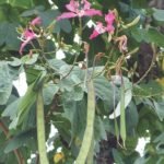 Buy Bauhinia spectabilis - Live Plant Online Shopping for Sale
