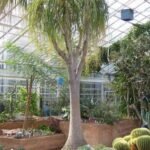 Buy Beaucarnea longifolia - Live Plant Online Shopping for Sale
