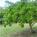 Air layered beggar bowl plant