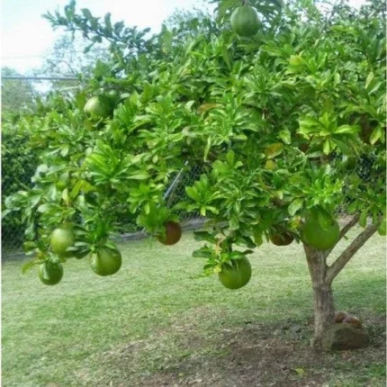 Air layered beggar bowl plant