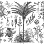 Buy Hibiscus cannabis - Live Plant Online Shopping for Sale