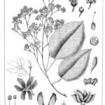 Buy Berrya ammonilla - Live Plant Online Shopping for Sale
