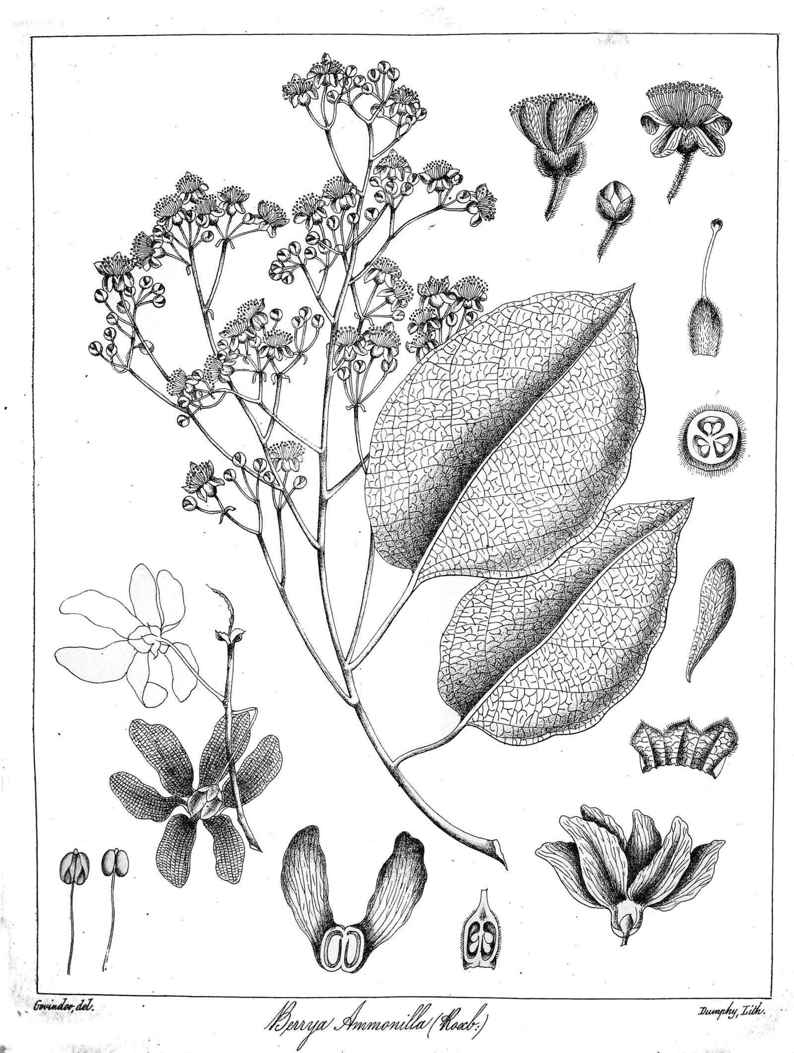 Berrya_cordifolia_Govindoo-scaled-1.jpg Buy Berrya cordifolia - Live Plant Online Shopping for Sale - Image 1