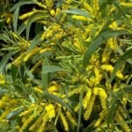 Buy Acacia auriculiformis - Live Plant Online Shopping for Sale
