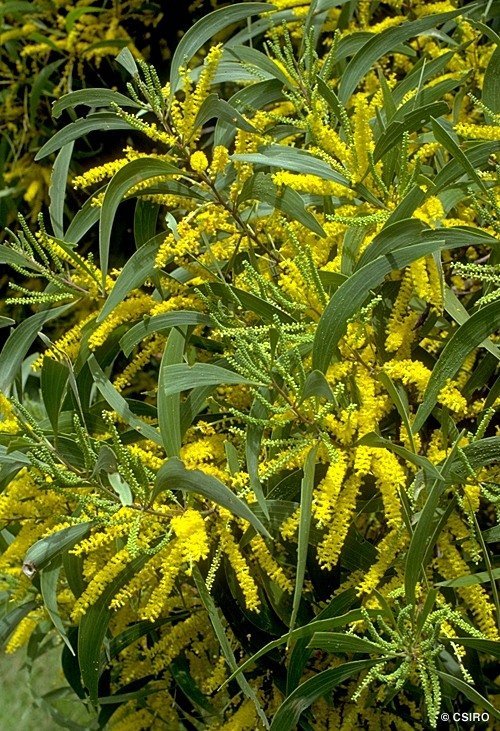 Buy-Acacia-auriculiformis.jpg Buy Acacia auriculiformis - Live Plant Online Shopping for Sale - Image 1