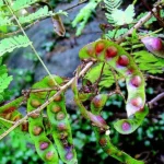 Buy Acacia caesia - Live Plant Online Shopping for Sale