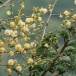 Buy Acacia leucophylla - Live Plant Online Shopping for Sale