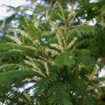 Buy Acacia suma - Live Plant Online Shopping for Sale