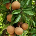 Buy Achras zapota, Hybrid - Live Plant Online for Sale