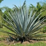 Buy Agave tequliana - Live Plant Online Shopping for Sale