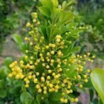 Buy Aglaia globosa - Live Plant Online Shopping for Sale