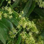 Buy Ailanthus excelsa - Live Plant Online Shopping for Sale