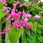 Buy Antigonon leptopus - Pink - Live Plant Online Shopping for 
Sale