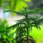Buy Araucaria - Live Plant Online Shopping for Sale