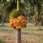 Buy Areca catechu - Live Plant Online Shopping for Sale