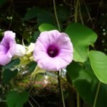 Buy Argyreia osyrensis - Live Plant Online Shopping for Sale