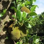 Buy Artocarpus heterophyllus - Live Plant Online Shopping for 
Sale