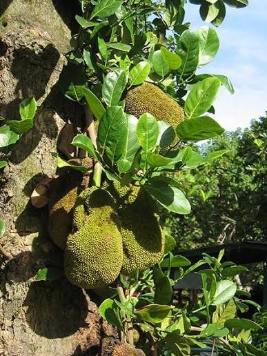 Buy-Artocarpus-heterophyllus-.jpg Buy Artocarpus heterophyllus - Live Plant Online Shopping for
Sale - Image 1