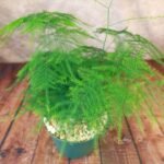 Buy Asparagus plumosus - Live Plant Online Shopping for Sale