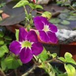 Buy Asystasia gangetica - Live Plant Online Shopping for Sale