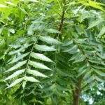 Buy Azadirachta indica, neem, veppamaram - Live plant online 
shopping for sale