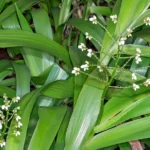 Buy Bali plant - Xiphidium caerulea - Live Plant Online Shopping 
for Sale