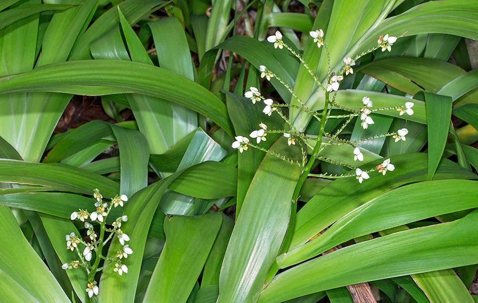 Buy-Bali-plant-Xiphidium-caerulea-.webp Buy Bali plant - Xiphidium caerulea - Live Plant Online Shopping
for Sale - Image 1