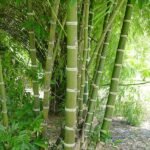 Buy Bamboo - Green thornless - Live Plant Online Shopping for 
Sale