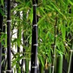 Buy Bamboo black - Phyllostachys nigra - Live Plant Online 
Shopping for Sale