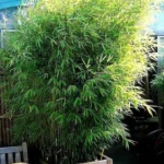 Buy Bamboo grass - Pogonatherum crinitum - Live Plant Online 
Shopping for Sale
