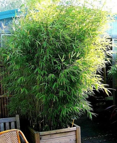 Buy-Bamboo-grass-Pogonatherum-crinitum-.webp Buy Bamboo grass - Pogonatherum crinitum - Live Plant Online
Shopping for Sale - Image 1